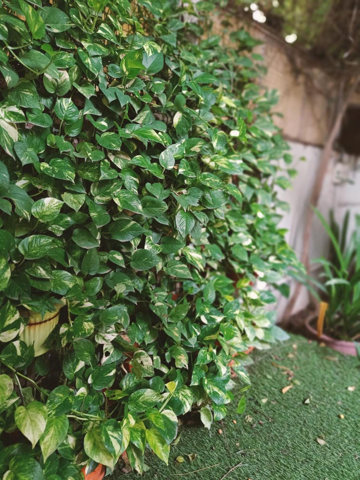 Srinekatan Heritage Villa Homestay Ahmedabad Exteriör bild